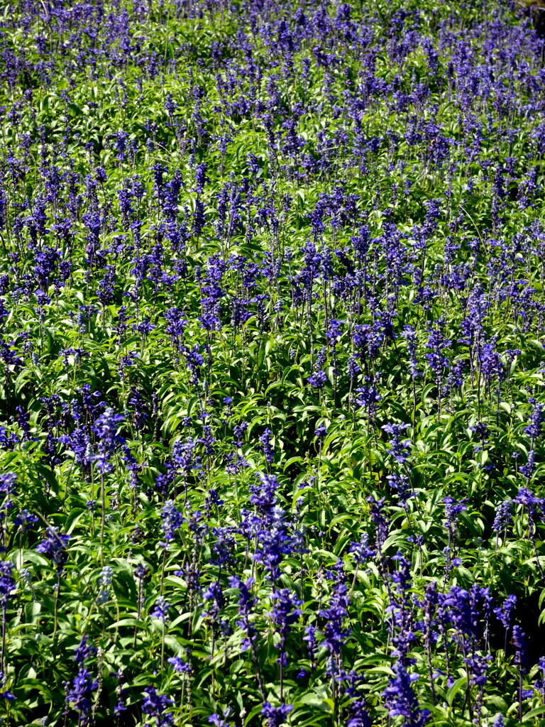 千住虹の広場のサルビア・ファリナセア
