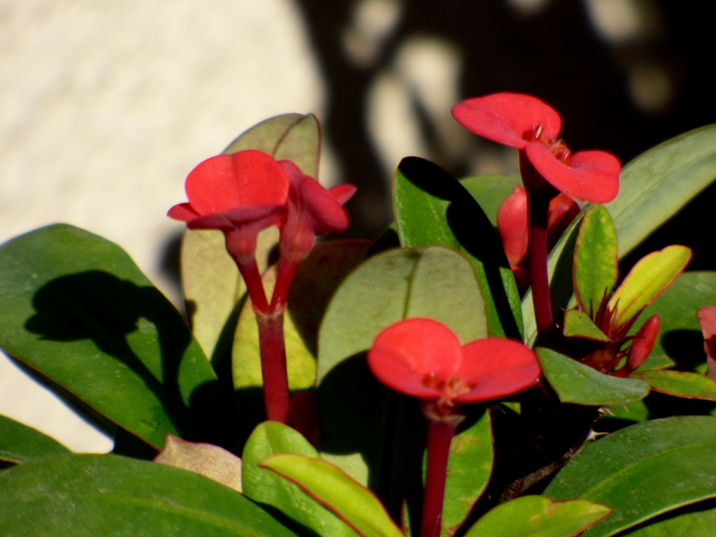 赤色のハナキリン