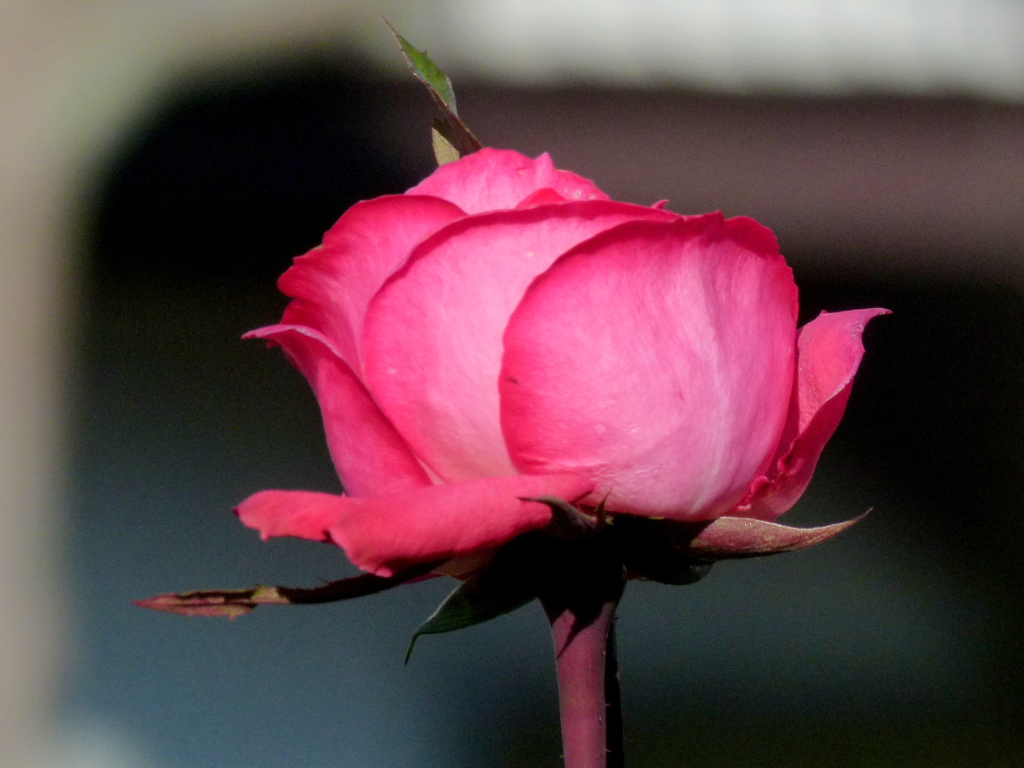 秋薔薇