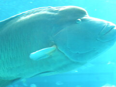 美ら海水族館のナポレオンフィッシュ