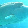 美ら海水族館のナポレオンフィッシュ