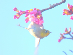 オオカンザクラの次の花を目指して