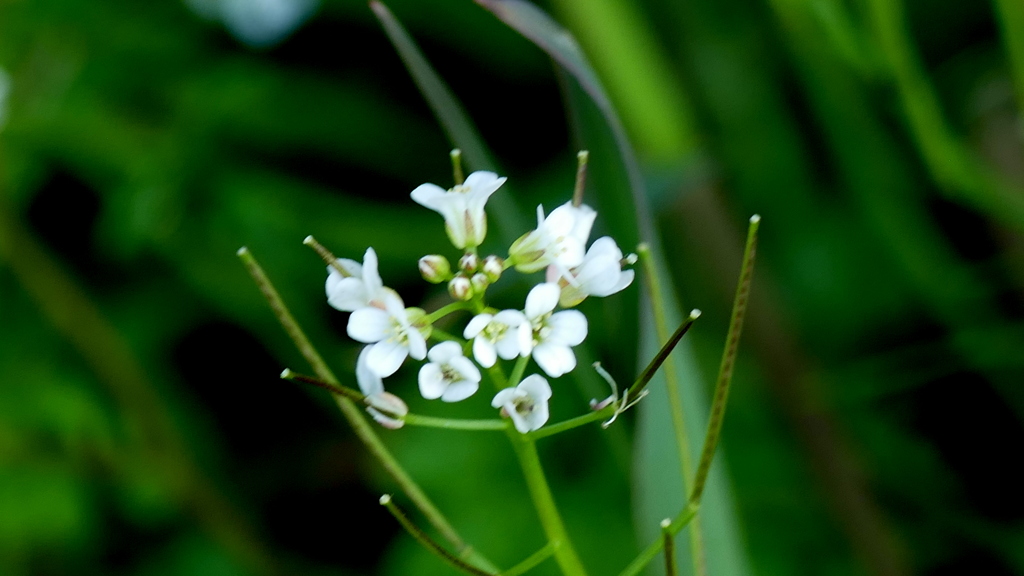 たねつけばなたべる