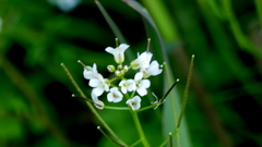 たねつけばなたべる