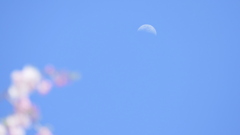 八重紅枝垂れの近くの月齢５