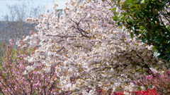 隅田川沿いの公園の普賢象と