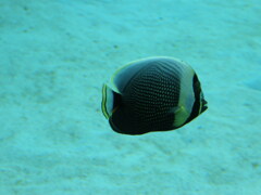 熱帯魚２ミカドチョウチョウオかな