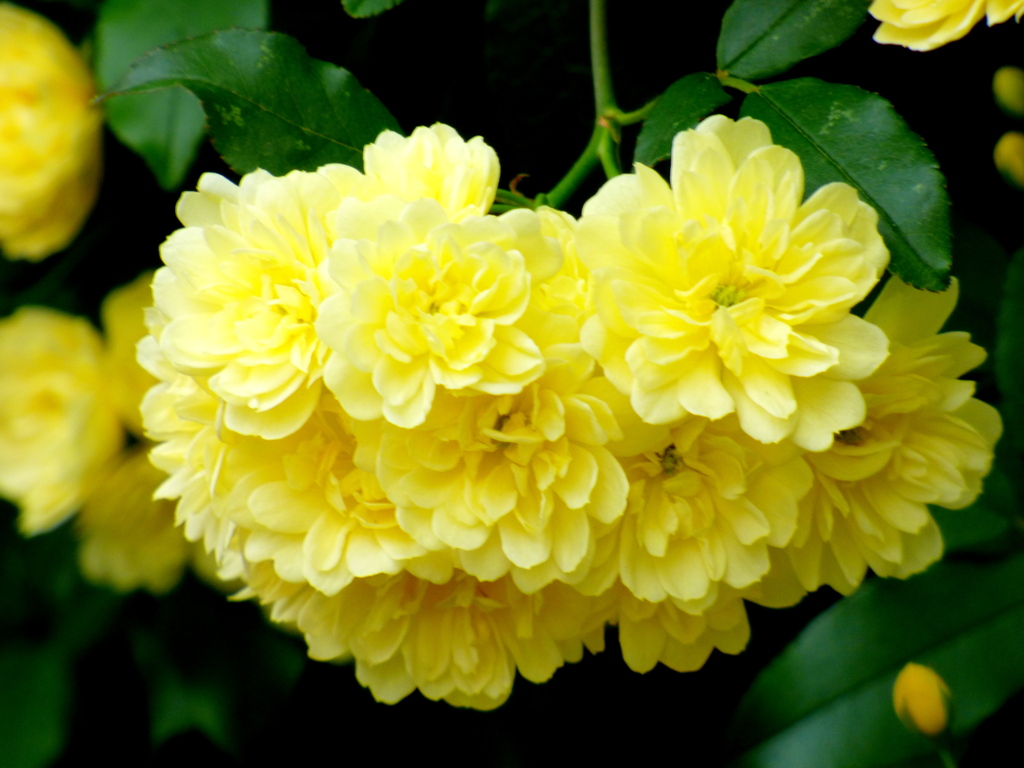 黄色のモッコウバラ