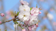 荒川堤の里ザクラの一葉