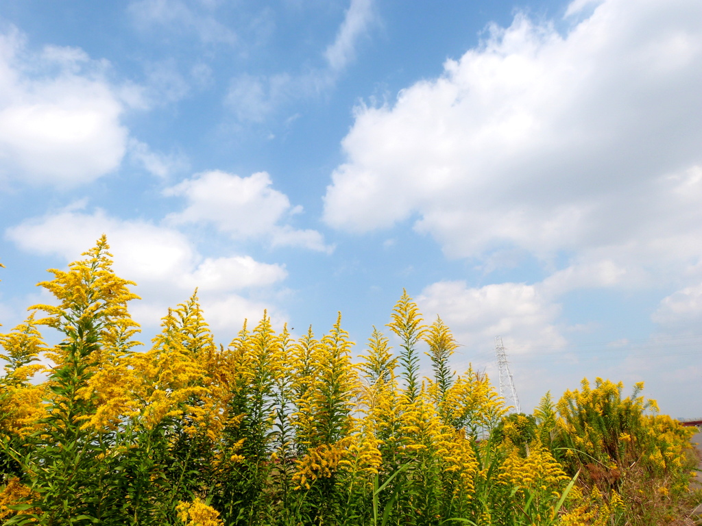 セイタカアワダチソウと秋の雲
