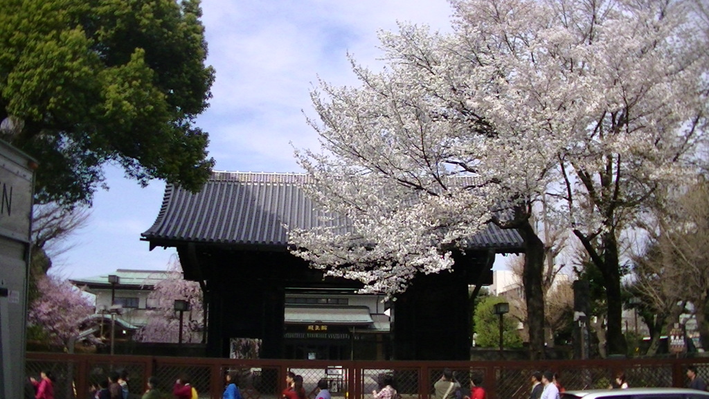 上野の寛永寺別院’輪王殿’と山桜
