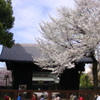 上野の寛永寺別院’輪王殿’と山桜