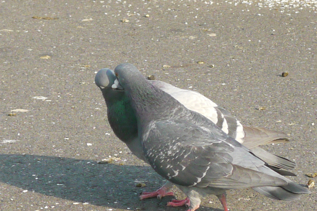 鳩の恋