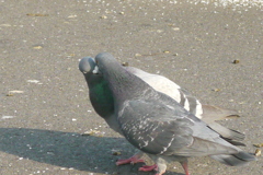 鳩の恋