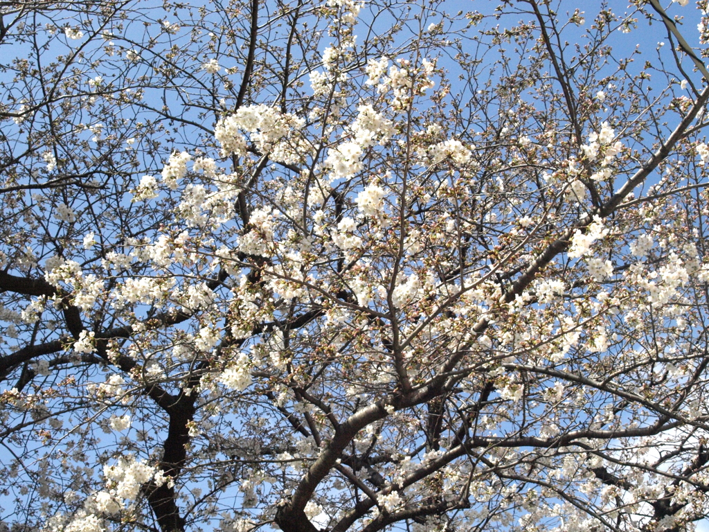 荒木田公園の交番裏のソメイヨシノ