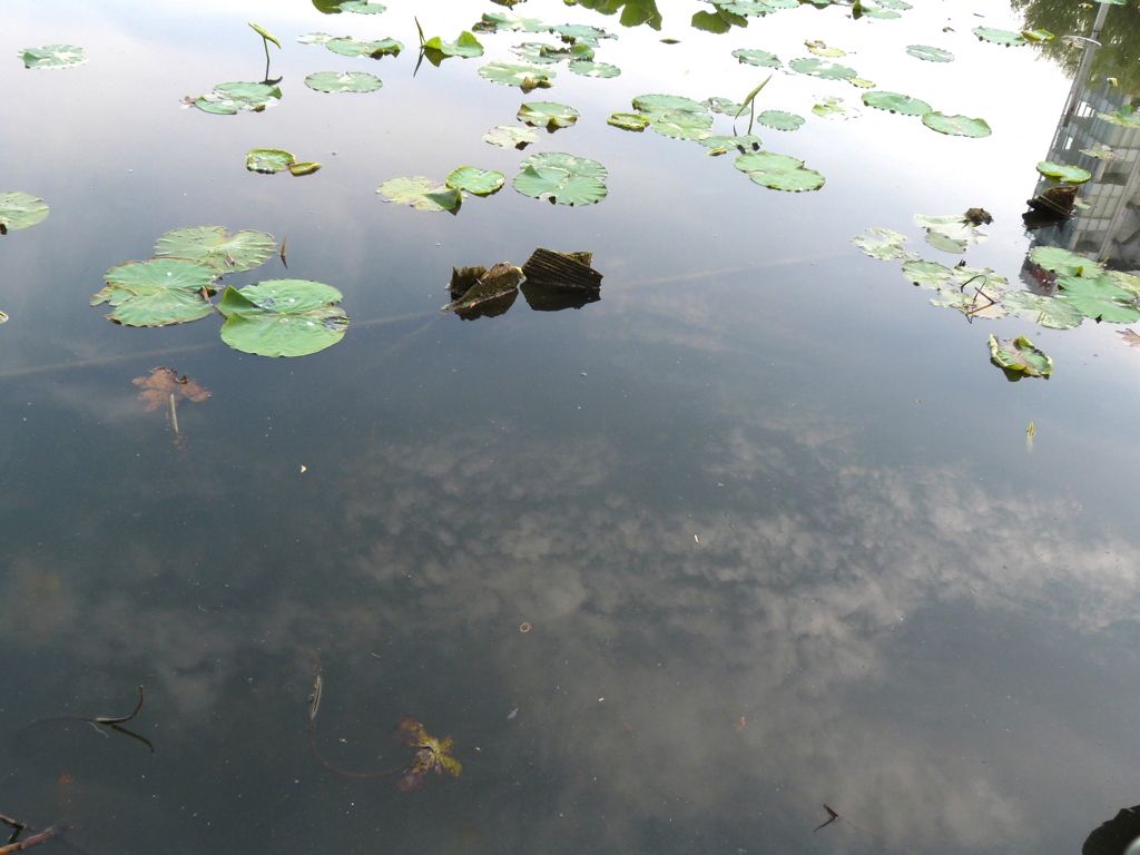 不忍池のうきくさと