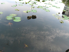 不忍池のうきくさと