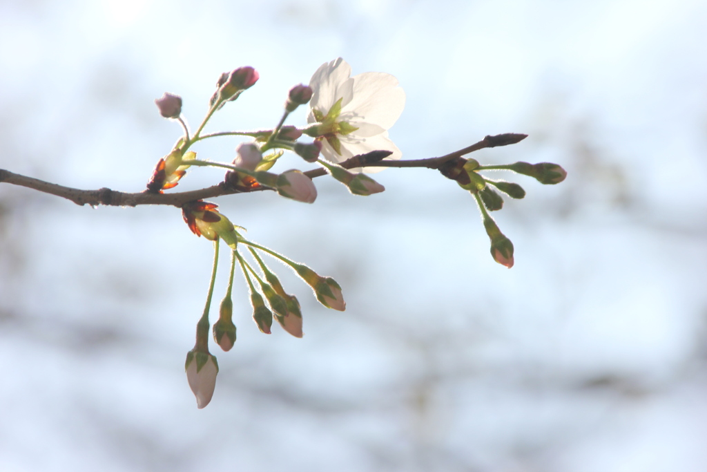 町屋の染井吉野