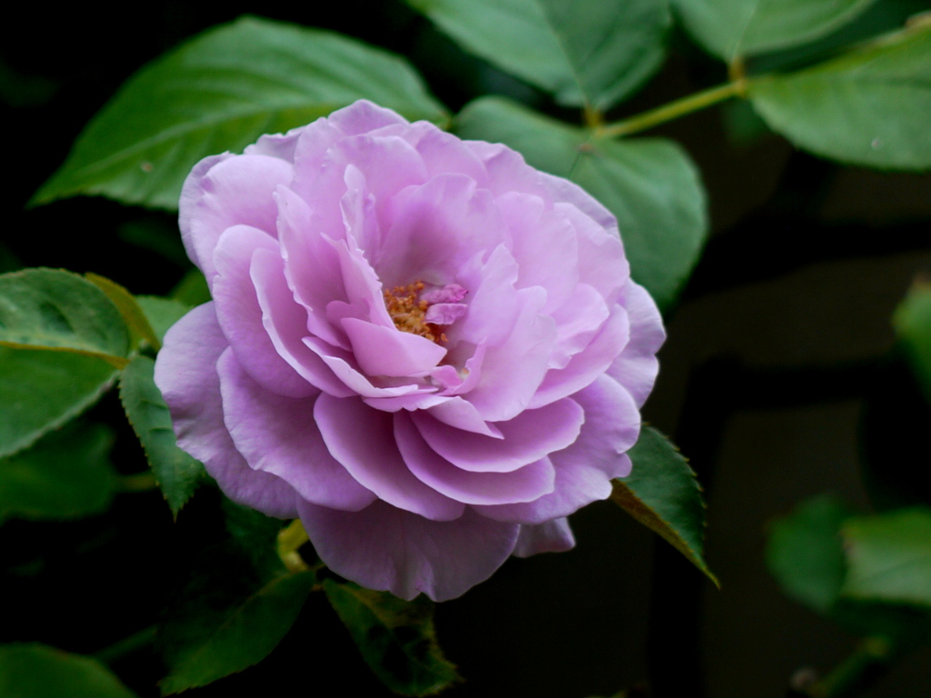 薔薇