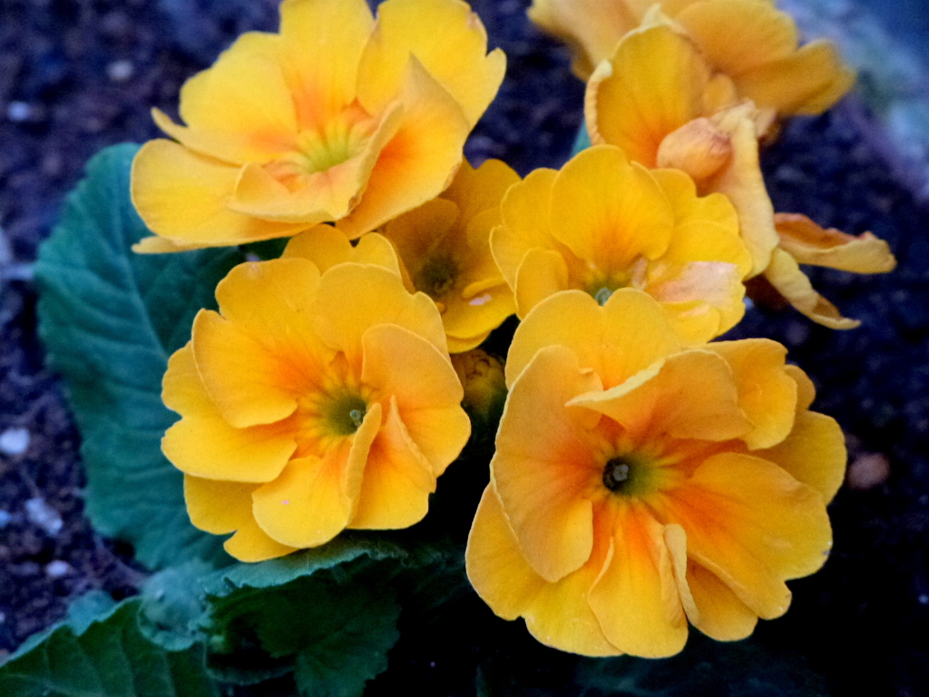 黄色いガーデンプリムラ