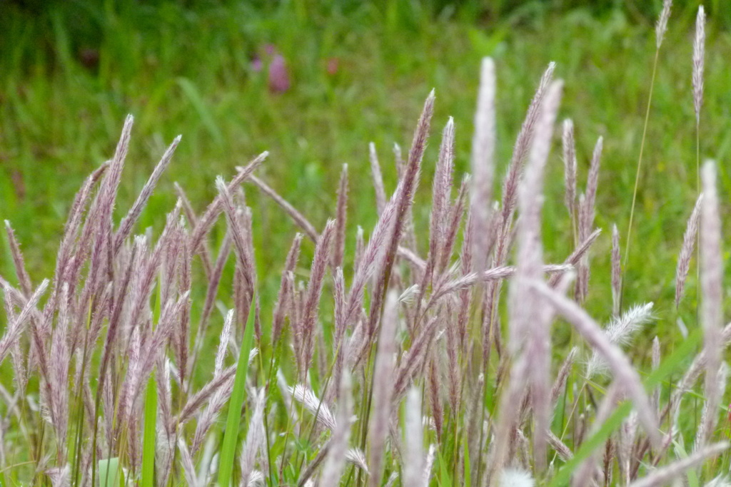 隅田川土手の芝生の上に生えるチガヤ