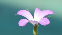 花壇のムギナデシコ