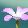花壇のムギナデシコ