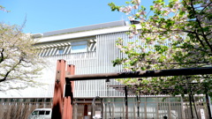 一葉記念館と一葉桜