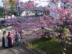 桜・プリンセス雅