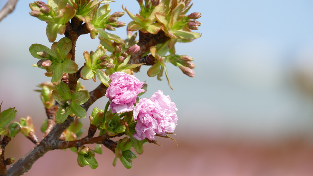 里ザクラの駿河台匂