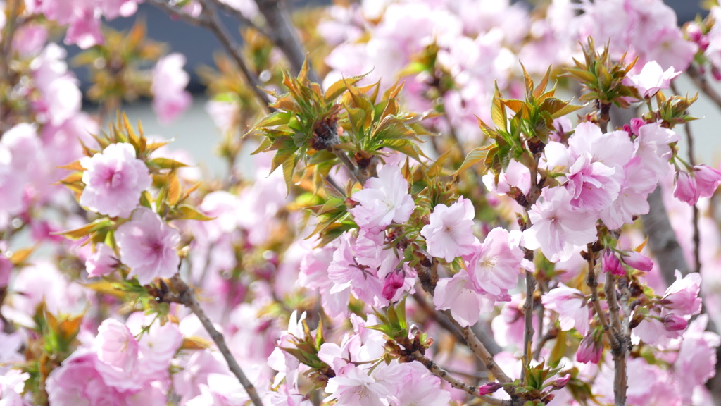 里ザクラの八重紫が満開に