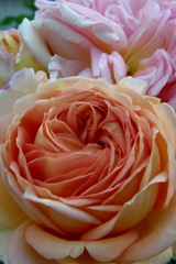 都電荒川線の薔薇５