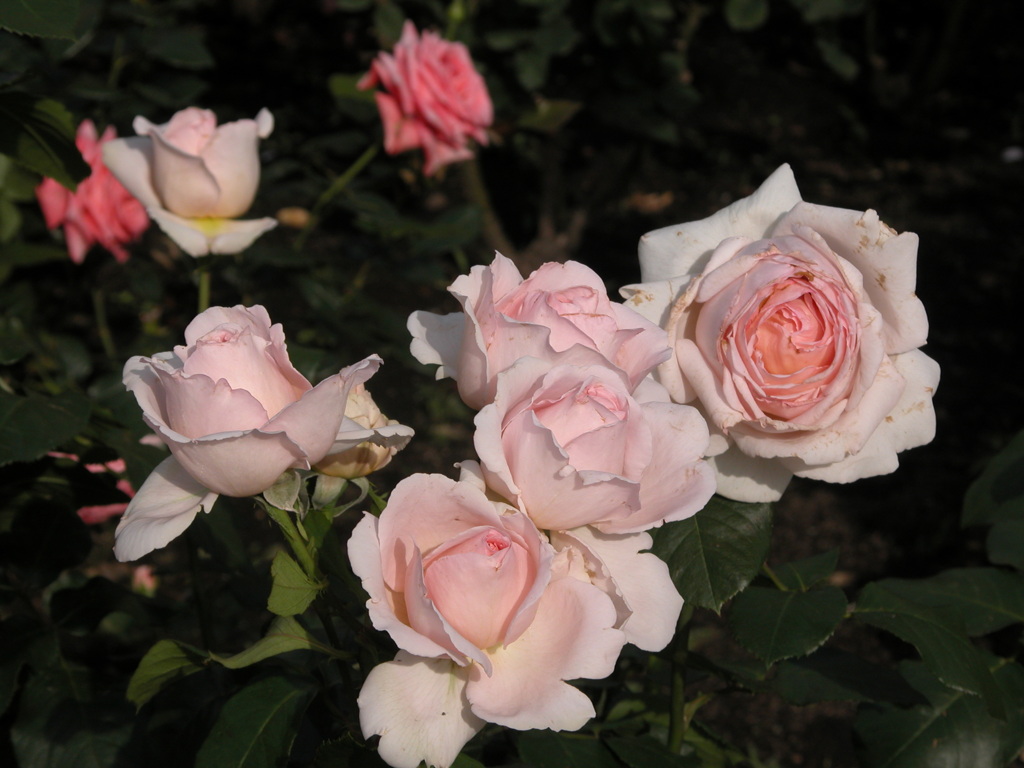 荒川遊園の薔薇４