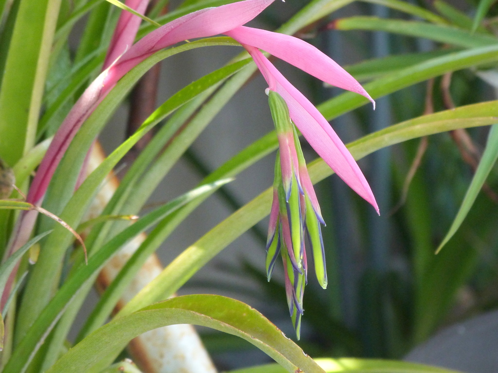 ヨウラクツツアナナス by NEBUKO （ID：11306927） - 写真共有サイト:PHOTOHITO