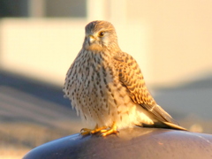 街路灯上の可愛い夕日の当たるチョウゲンボウ