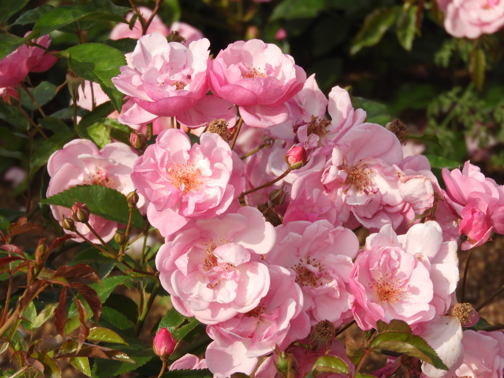 公園の薔薇・ラベンダーメイディランド