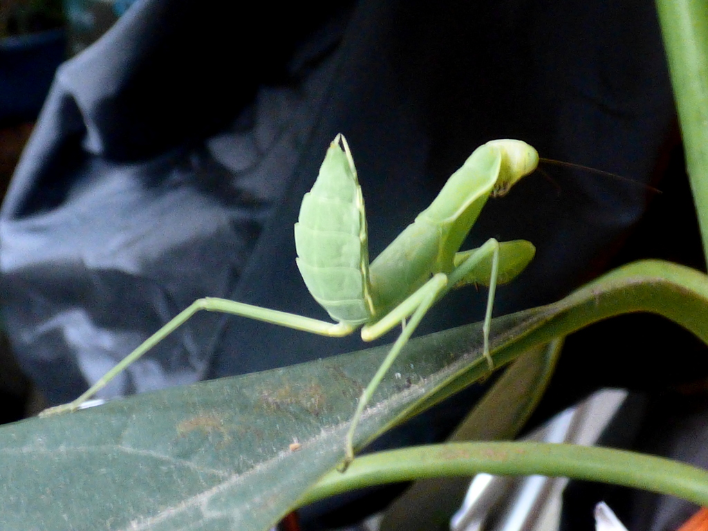 今年も出てきた！