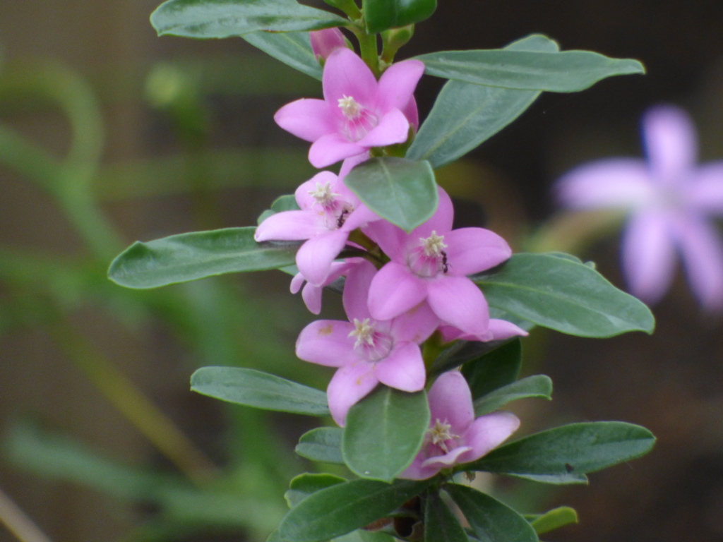 段々サザンクロスアリさんも