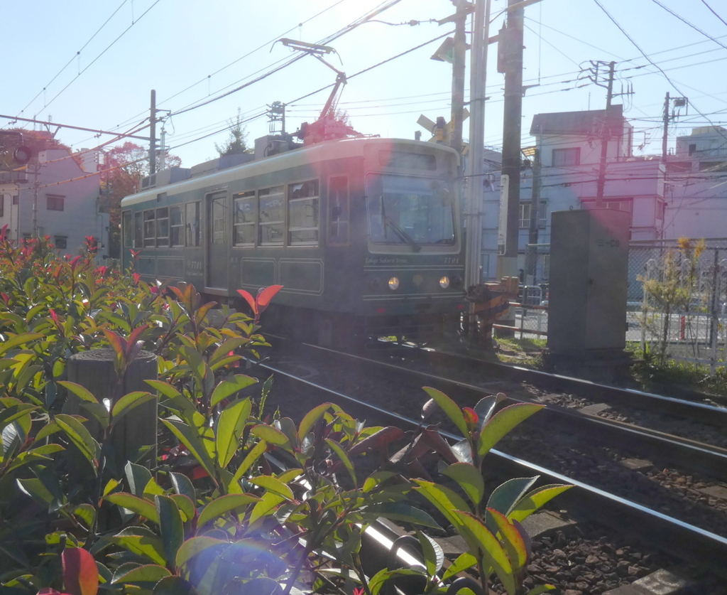 逆光の古風な都電荒川線