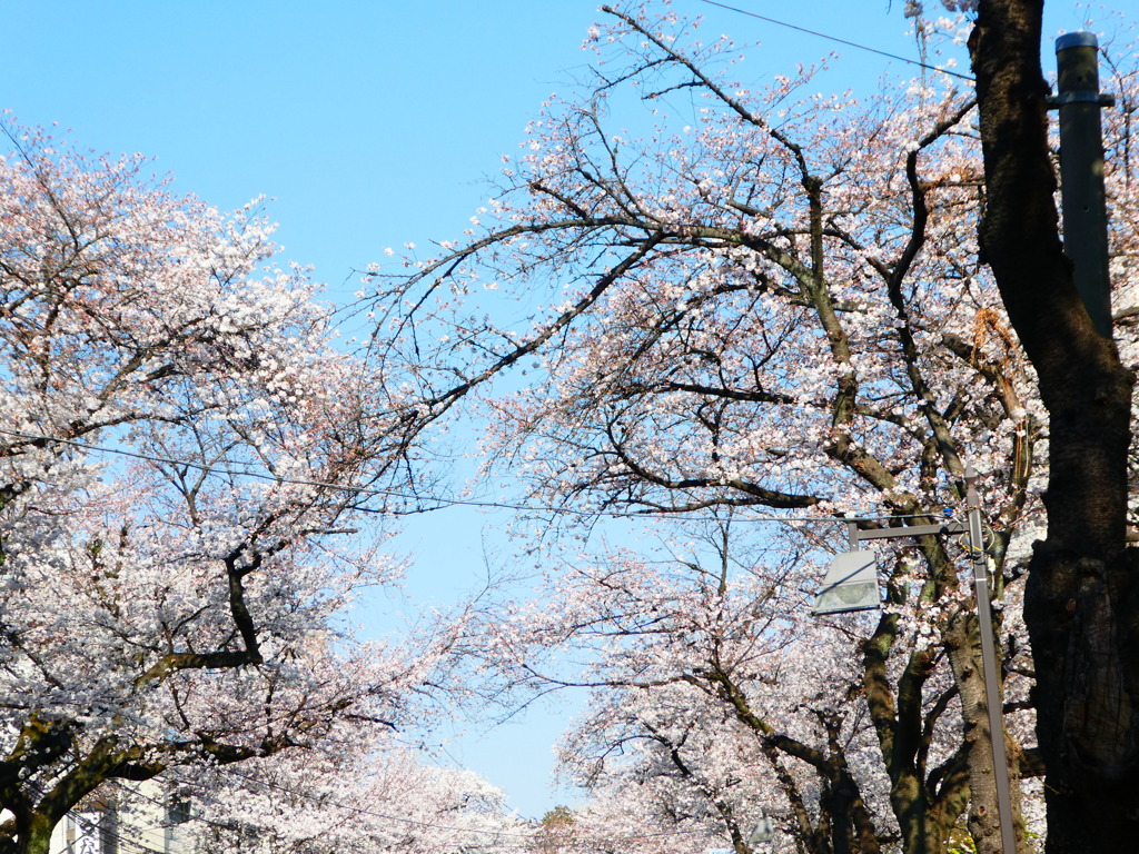 北区赤羽の染井吉野の桜並木