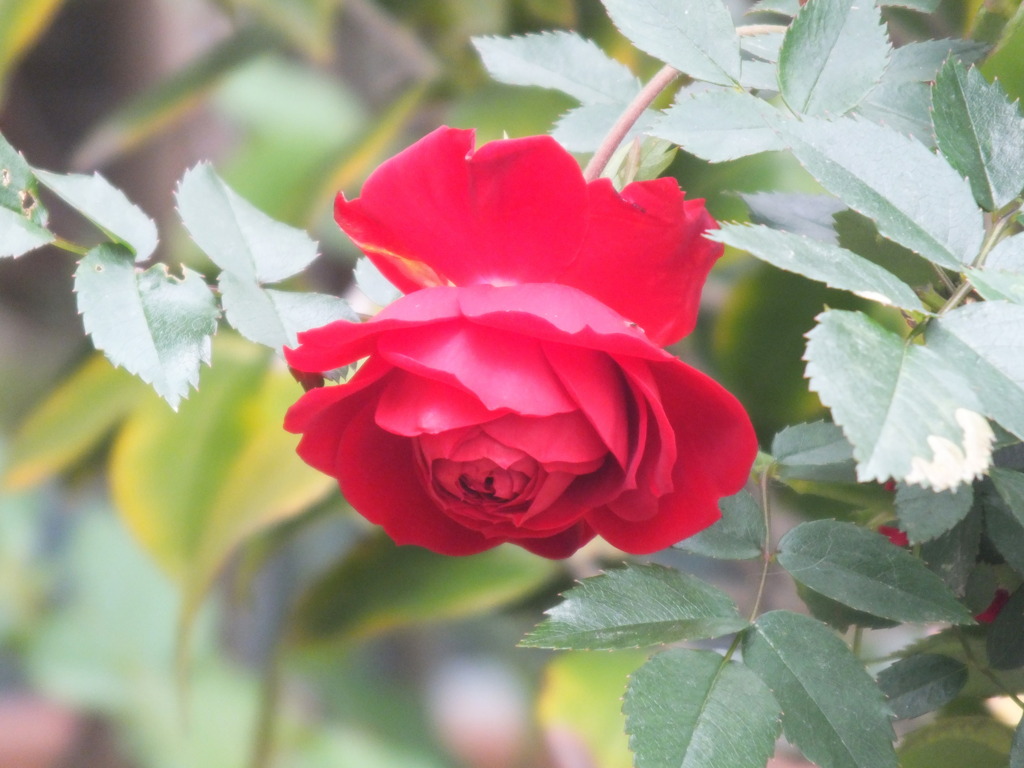 民家の前の赤いバラ