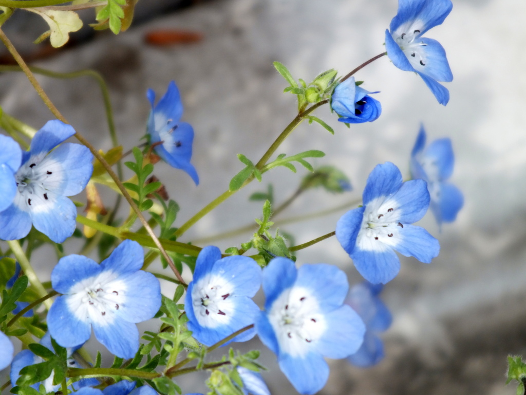 ネモフィラ・インシグニスブルー