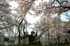 日本三大桜の実相寺山高神代桜へ行ってみた