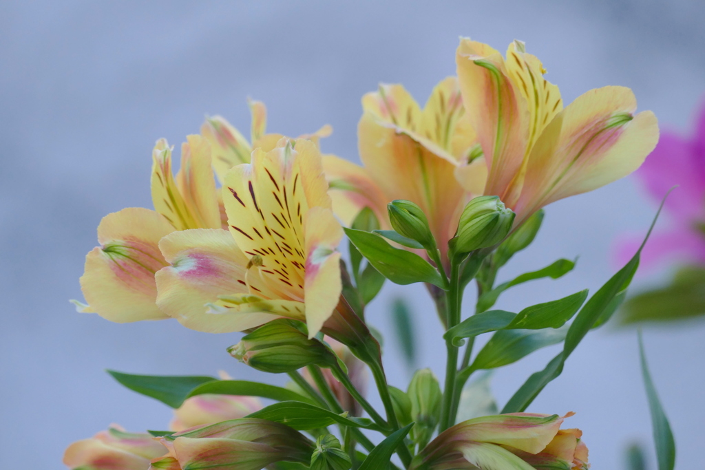 町屋の疎開通りの沿道に生えたアルストロメリア