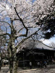 上野の東叡山寛永寺の染井吉野