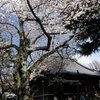 上野の東叡山寛永寺の染井吉野