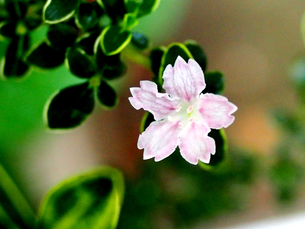 シグマ24mmf2.8macroキャノンFDで再花ハクチョウゲ