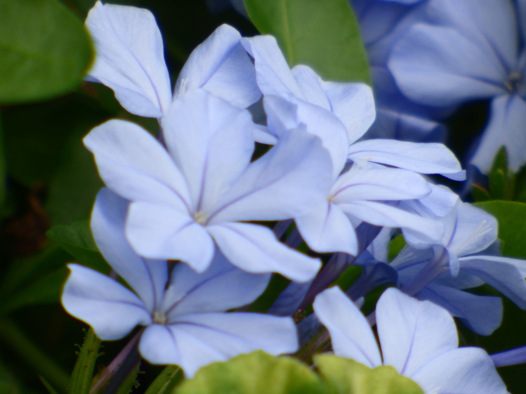 ルリマツリ、プルーンパ―ゴ