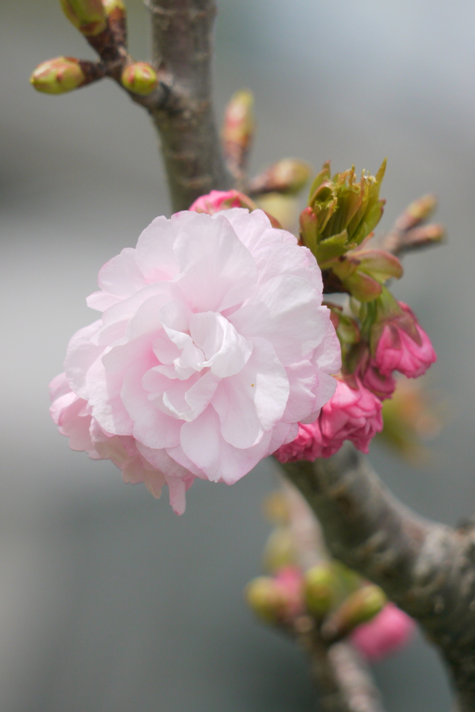 荒川土手高速下の咲きだした江戸桜