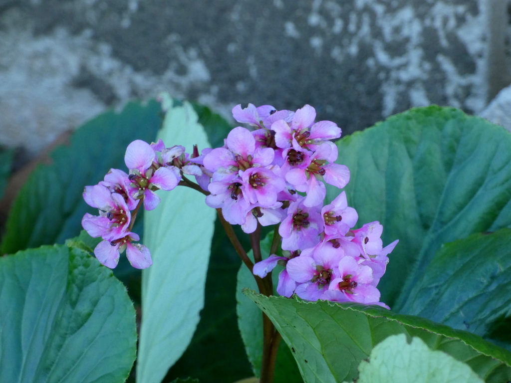 汐入の住宅団地の花壇のヒマラヤユキノシタ